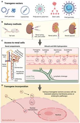 Still finding ways to augment the existing management of acute and chronic kidney diseases with targeted gene and cell therapies: Opportunities and hurdles